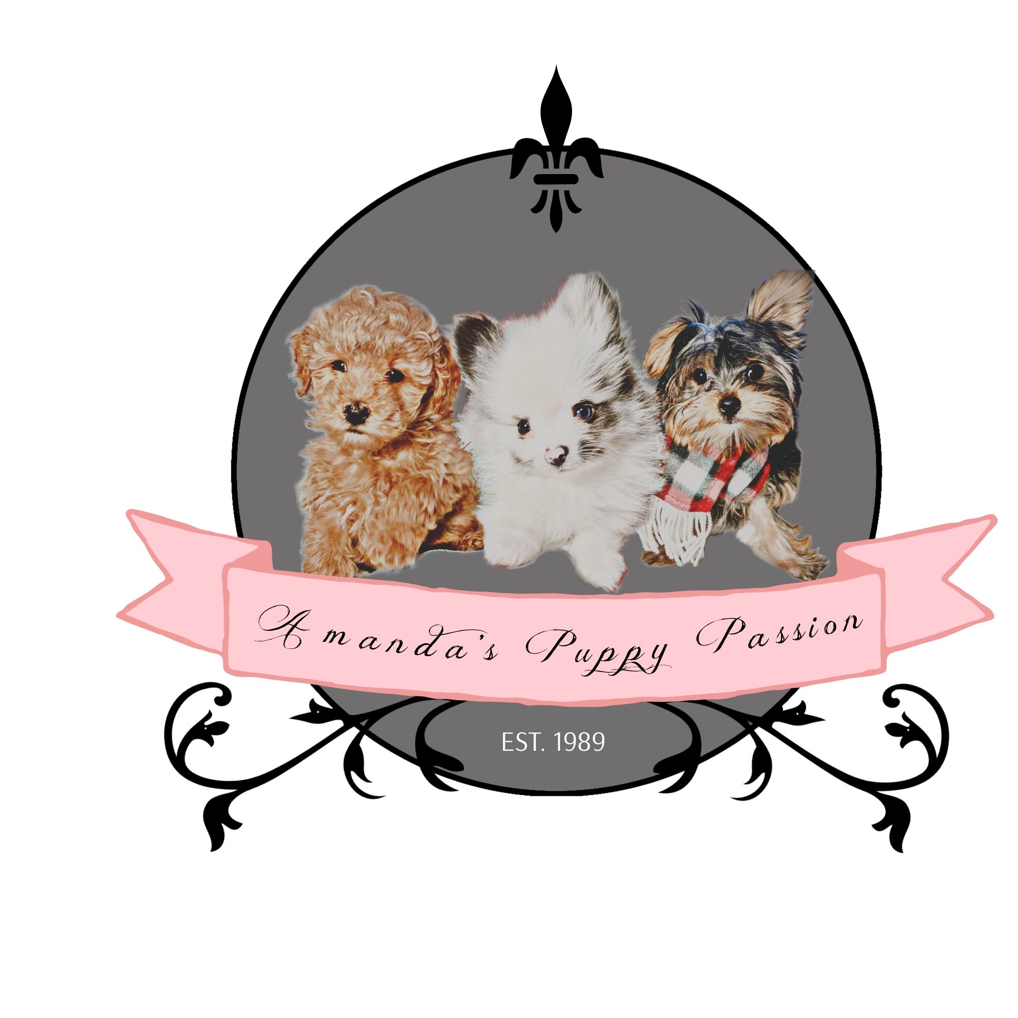 Passionate teacup puppies 2025